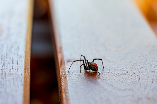 A redback spider crawling along a wooden table top - Australian Stock Image