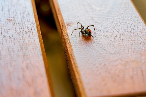 A redback spider crawling along a wooden table top - Australian Stock Image