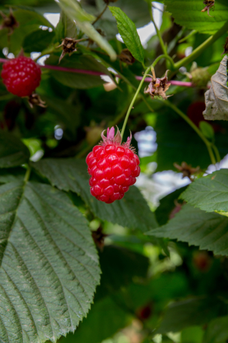 A ripe raspberry - Australian Stock Image