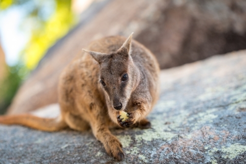 A rock wallaby eating a small piece of food while sitting on a rock surface - Australian Stock Image