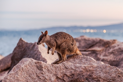 a rock wallaby standing on a rock - Australian Stock Image