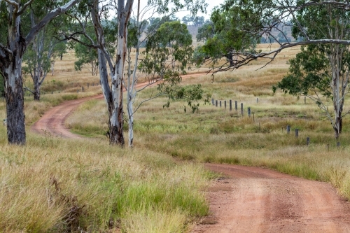 A rural dirt road winds its way among gum trees.