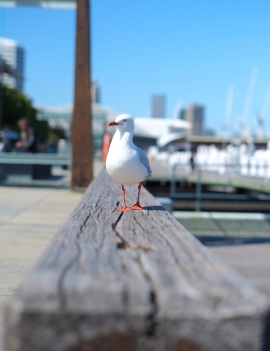 a seagull perched on a bench at Darling Harbour - Australian Stock Image