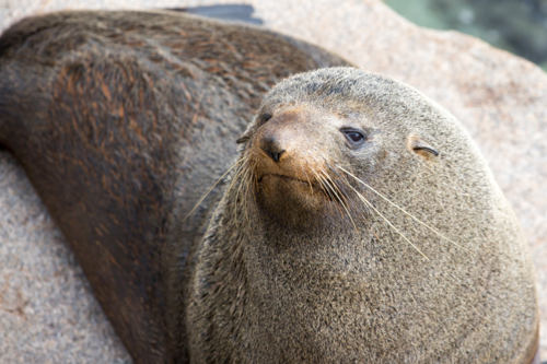 A seal basks in the sun in Narooma, New South Wales, Australia - Australian Stock Image