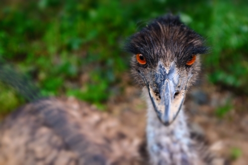 A shallow depth of field photo of an australian emu (Dromaius novaehollandiae) - Australian Stock Image