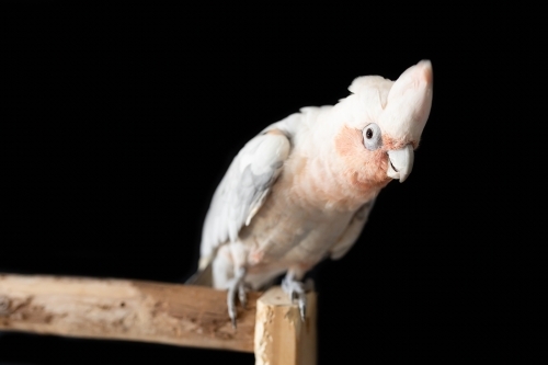 A shallow depth of field photo of an Australian galah corella hybrid parrot  on a black background - Australian Stock Image