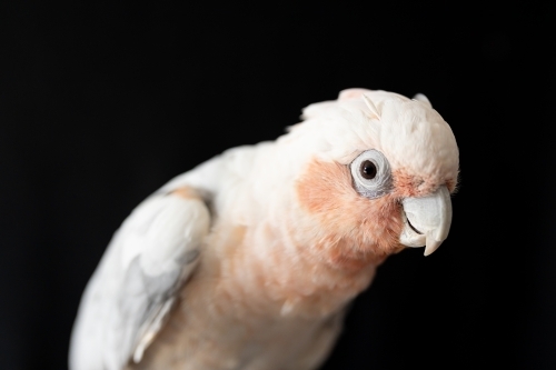 A shallow depth of field photo of an Australian galah corella hybrid parrot  on a black background