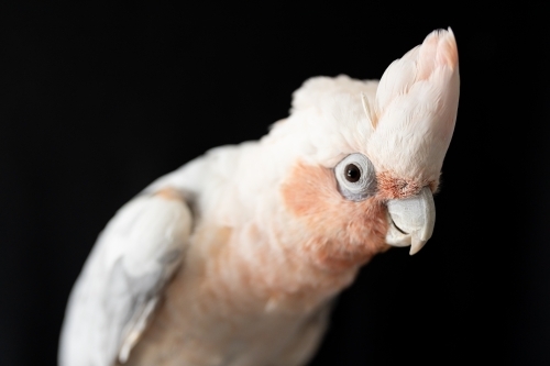 A shallow depth of field photo of an Australian galah corella hybrid parrot  on a black background - Australian Stock Image