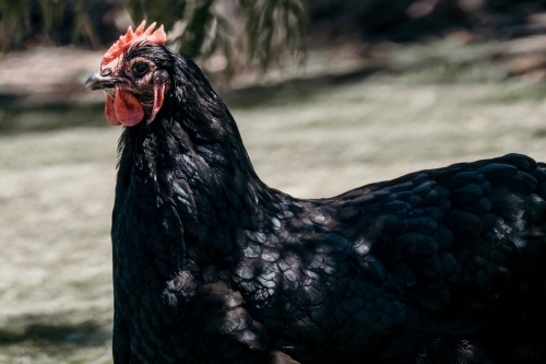 a shiny black hen - Australian Stock Image