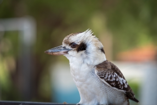 A side view of a kookaburra bird perched on a railing - Australian Stock Image