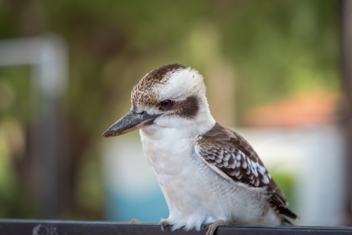 A side view of a kookaburra bird perched on a railing - Australian Stock Image