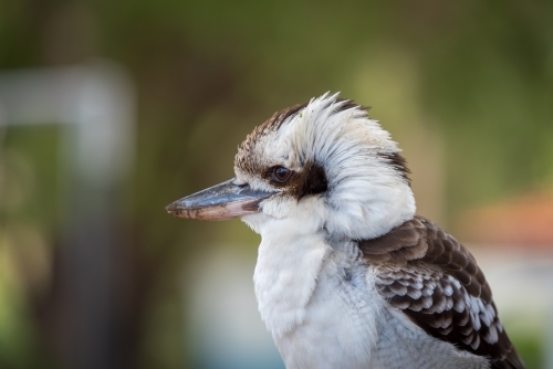 A side view of a native australian kookaburra bird - Australian Stock Image