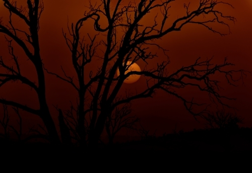 A silhouette of a leafless tree with intricate branches during sunset. - Australian Stock Image