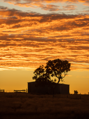 A silhouette of an old shed against an orange sunrise sky - Australian Stock Image