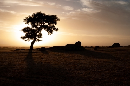 A Silhouetted Tree Backlit by a Sunset - Australian Stock Image