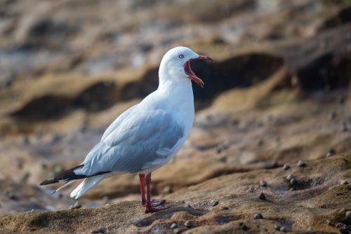 A single Silver Gull with its mouth open on a brown rocky background with small shells on it - Australian Stock Image
