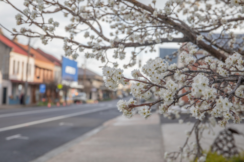 A small country town streetscape looking through spring blossoms - Australian Stock Image