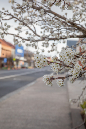 A small country town streetscape looking through spring blossoms - Australian Stock Image