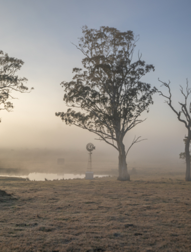 A small windmill next to a large gum tree on a misty morning - Australian Stock Image