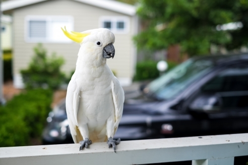 a smiling cockatoo on a porch - Australian Stock Image