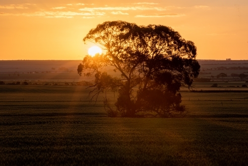 A solitary tree stands prominently under the sunset sky. - Australian Stock Image