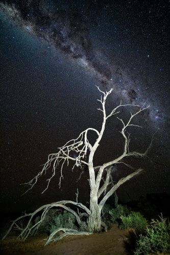 A starry night sky with milky way visible over a gnarly dead tree in desert landscape in outback - Australian Stock Image