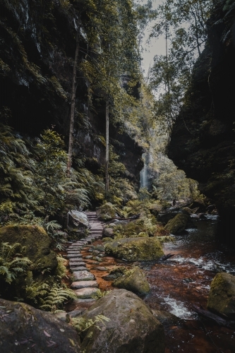 A stone path winding through the lush rainforest on the Grand Canyon Walking Track - Australian Stock Image