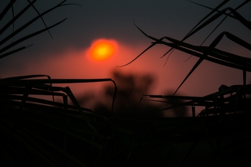 A sun like a glowing orb during sunset creating a silhouette of leaves - Australian Stock Image