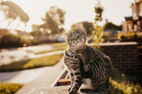 A tabby cat scratching sitting on a fence during sunset - Australian Stock Image