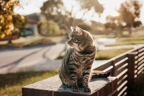 A tabby cat sitting on a fence and watching the road during sunset - Australian Stock Image