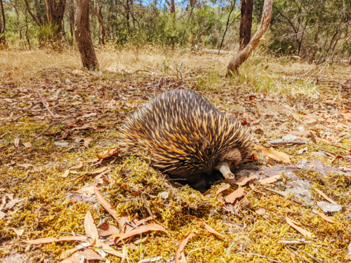 A tame echidna walks and looks for food in Plenty Gorge in Melbourne, Australia - Australian Stock Image