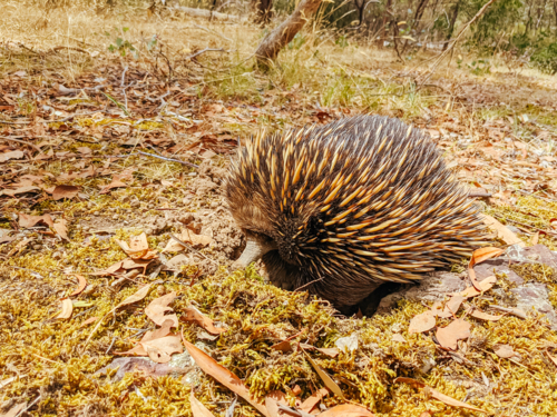 A tame echidna walks and looks for food in Plenty Gorge in Melbourne, Australia - Australian Stock Image