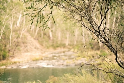 a thin tree branch in focus, with a calm stream and forest in the background - Australian Stock Image