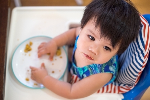 a toddler eating while seated on a high chair - Australian Stock Image