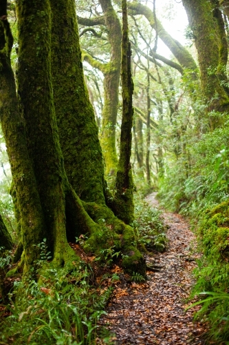 A trail winds through the mysterious and grand forests of Antarctic Beech. - Australian Stock Image