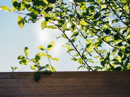 A tree growing over a fence - Australian Stock Image