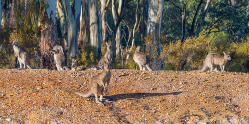 A troop of Eastern Grey Kangaroos sitting on an embankment along the forest tree line - Australian Stock Image