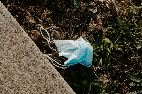 A used surgical mask littered as rubbish in a garden during the corona COVID-19 pandemic - Australian Stock Image