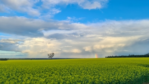 A vibrant Spring day with rainbow visible across canola field - Australian Stock Image