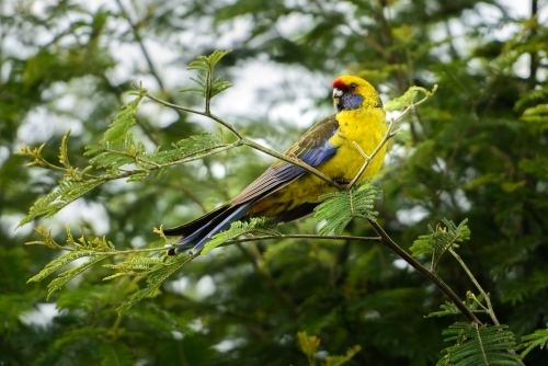 A vibrant yellow-chested Green rosella bird perches on a branch amidst green foliage. - Australian Stock Image