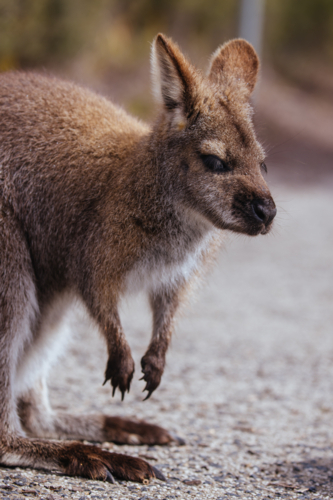 A Wallaby looks for food in Freycinet National Park, Tasmania, Australia - Australian Stock Image