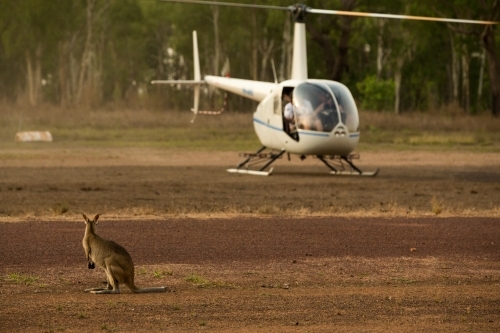 A wallaby standing on the ground looking at the helicopter. - Australian Stock Image