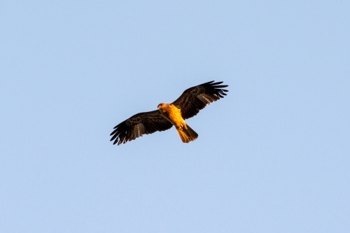 A Whistling kite in flight against a clear blue sky - Australian Stock Image