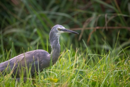 A White Faced Heron - Australian Stock Image