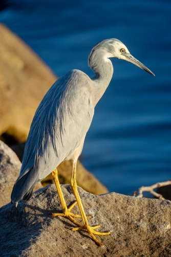 A White Faced Heron in portrait standing on rocks with water in the background - Australian Stock Image