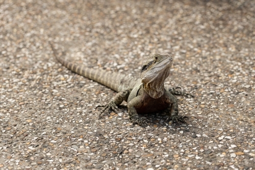 A wild Eastern australian water dragon (Intellagama lesueurii) - Australian Stock Image