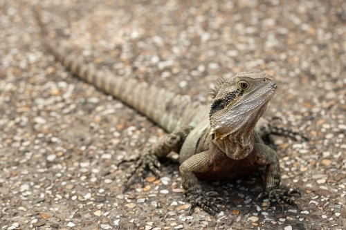 A wild Eastern australian water dragon (Intellagama lesueurii) - Australian Stock Image