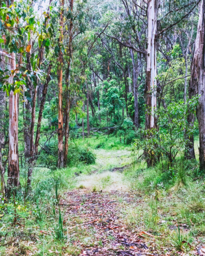 A winding path through a rainforest - Australian Stock Image