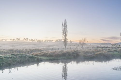 A winter's morning with a long poplar and a reflection in a dam with a soft dawn sky - Australian Stock Image