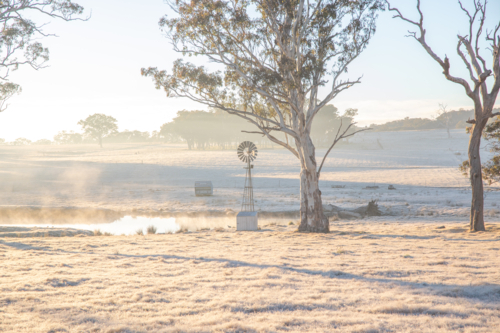 A winter's morning with golden light, a frosty field, a small windmill and a large gum tree - Australian Stock Image